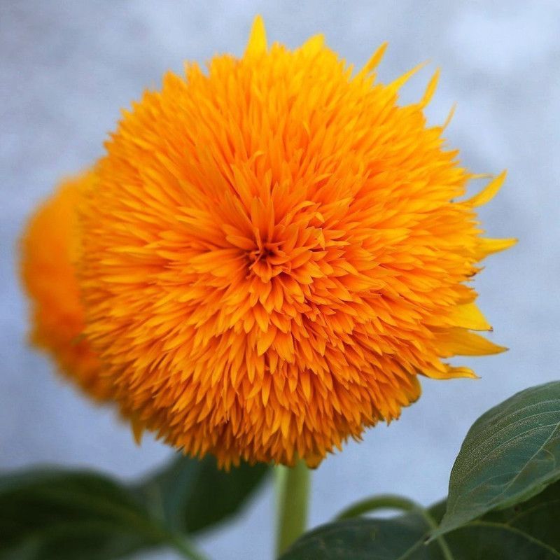Paudha Sunflowert teddy bear Seed  (31 per packet)