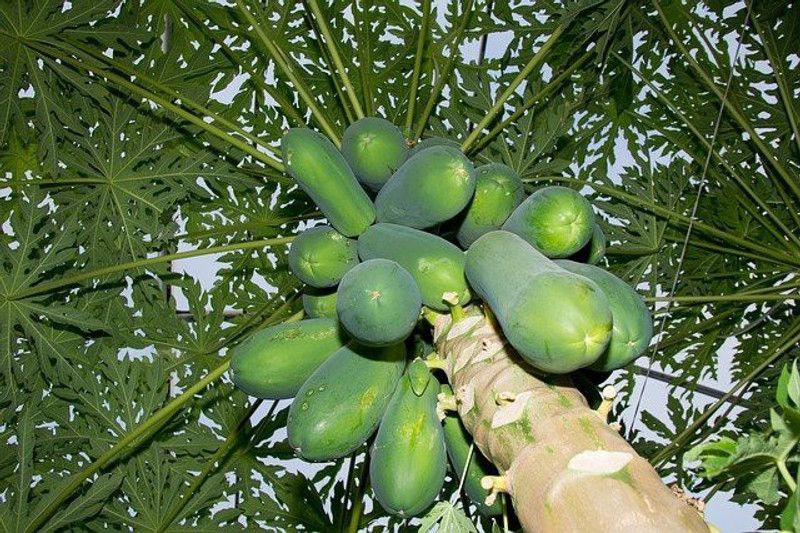PLANTZON Papaya Seed  (16 per packet)