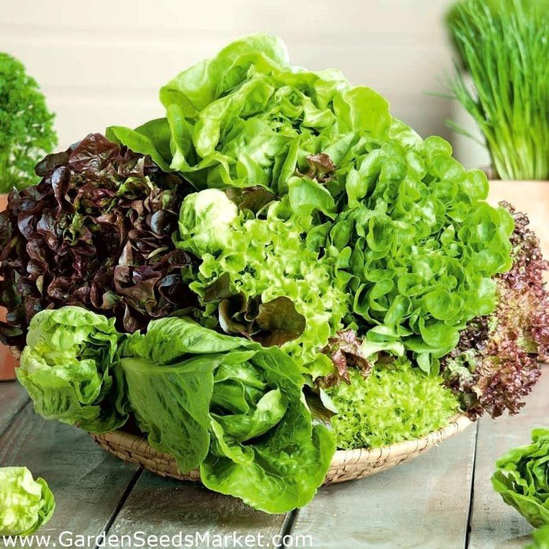 WILLVINE PUAS-895 Red Salad Bowl Lettuce Seeds Seed  (200 per packet)