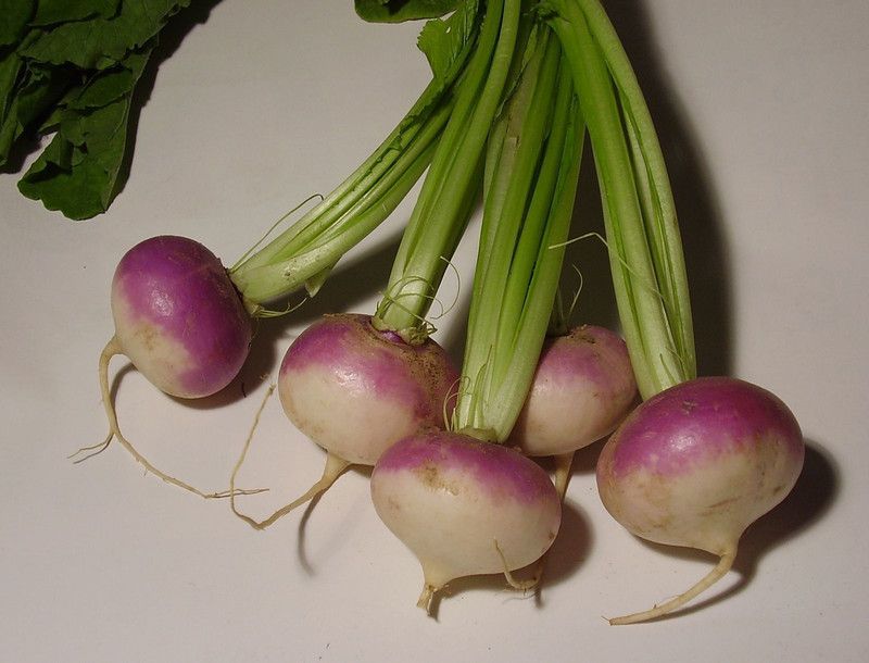 XOLDA Turnip White plant Seed  (36 per packet)