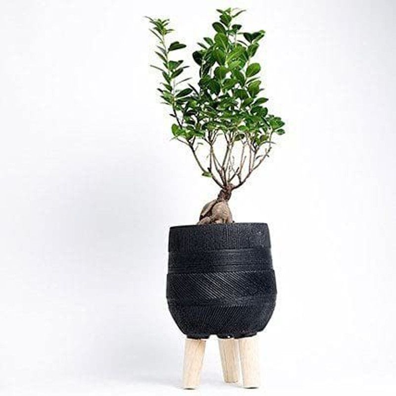 Dream mall Ficus Bonsai Plant  (Pack of 1)