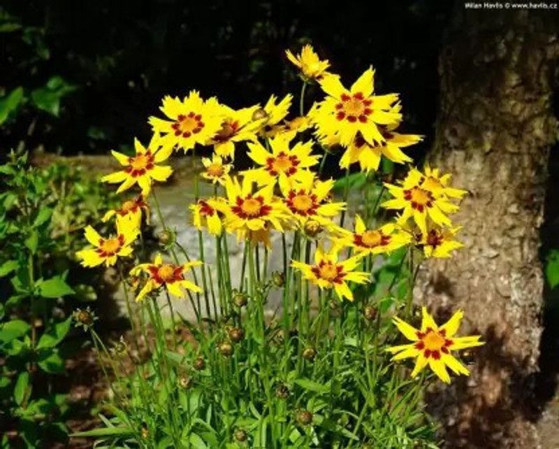 Enorme Coreopsis Flower Seed  (30 per packet)