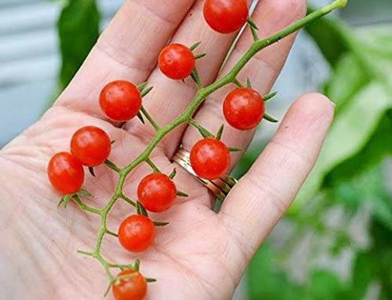 VibeX HUA-14 - Sweet Pea Currant Tomato - (1350 Seeds) Seed  (1350 per packet)