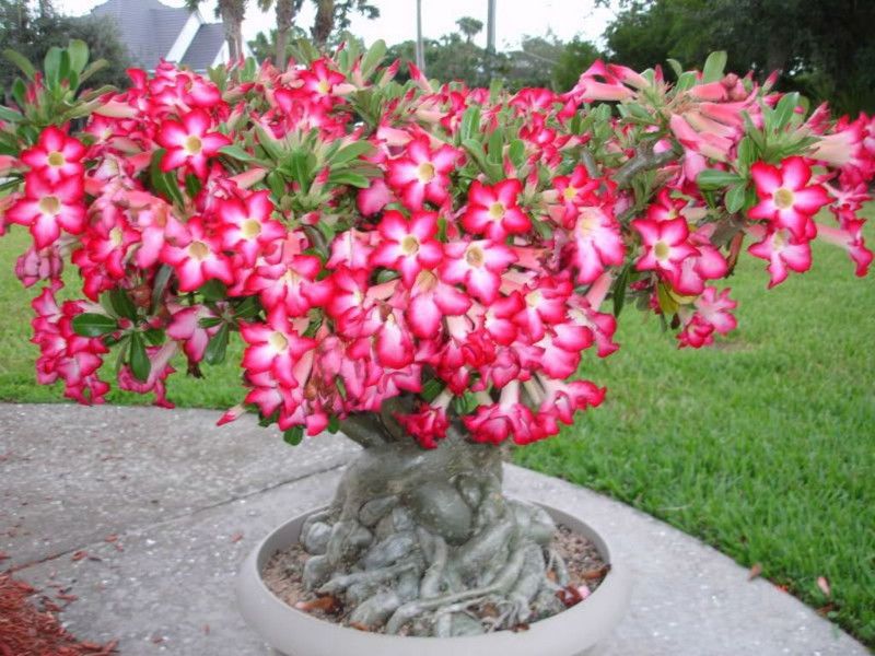 MondalNursery Adenium Plant  (Hybrid, Pack of 1)