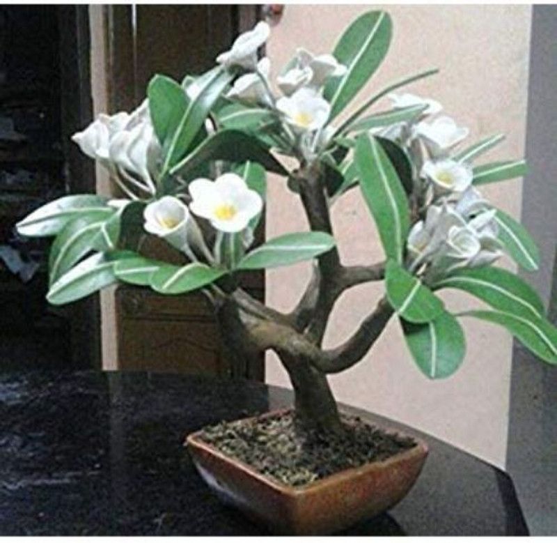 Vijay Sales Jasmine Plant  (Hybrid, Pack of 1)
