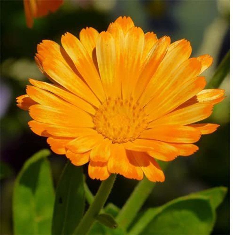 Nature Gallery Calendula Orange Double Color Seed  (30 per packet)