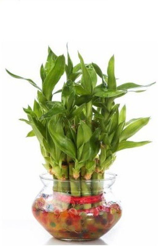 Dr. Homz N Kitch Two Layer Bamboo Plant  (Hybrid, Pack of 1)
