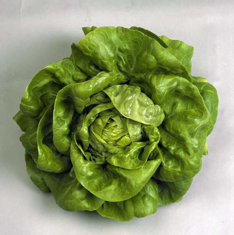 JRYU Lettuce Green Organic F1 Hybrid Seed  (120 per packet)
