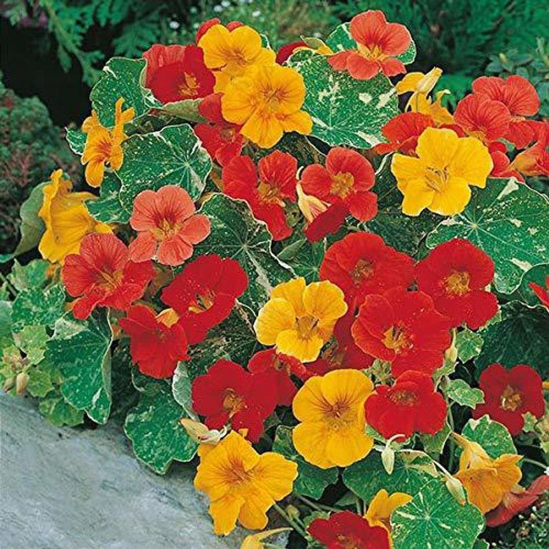 XOLDA Nasturtium Mix Seed  (47 per packet)