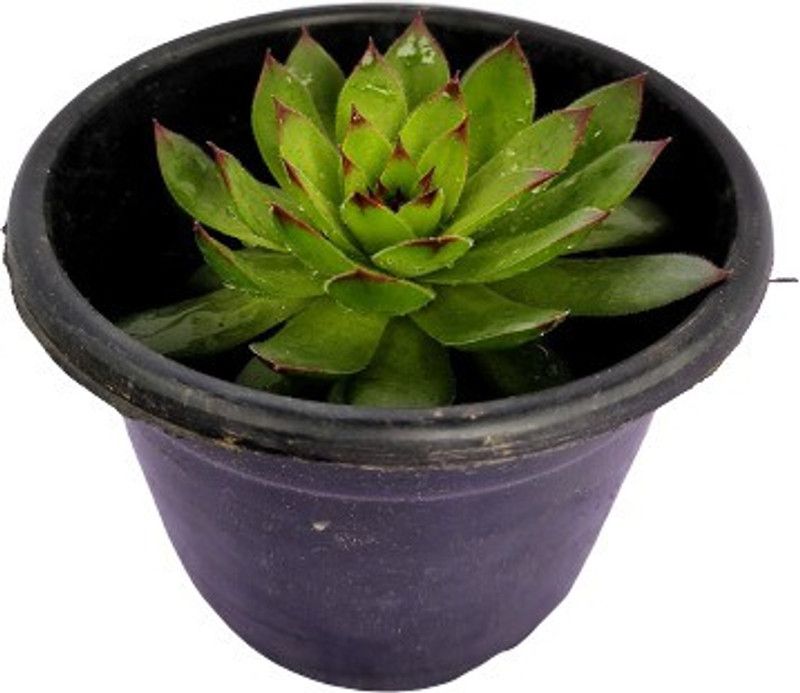 Nursery n Pots Storee Bel Plant  (Pack of 1)
