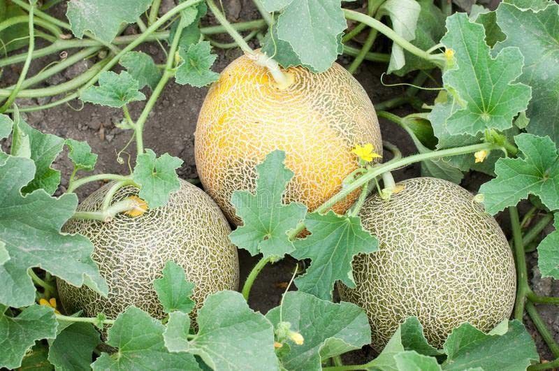 JRYU Muskmelon, kharbuja Seed  (375 per packet)