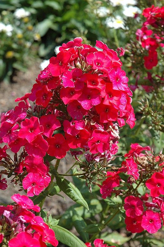 XOLDA Phlox Beauty Red Seed  (23 per packet)