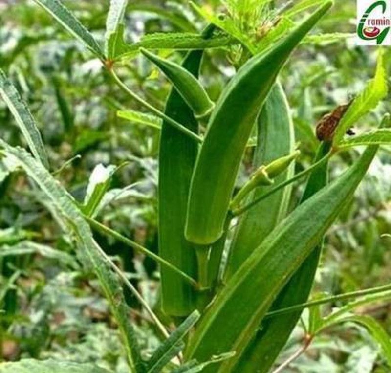 Seedshub Rainbow Pepper Seed  (50 per packet)