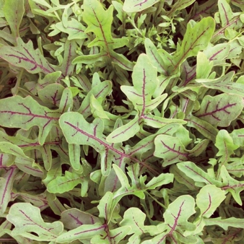 XOLDA Organic rocket herb Seed  (21 per packet)