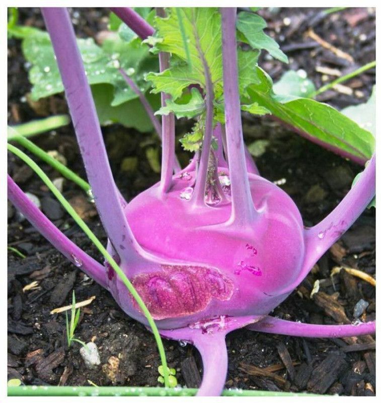 PMB Organic knol knol purple Seed  (38 per packet)