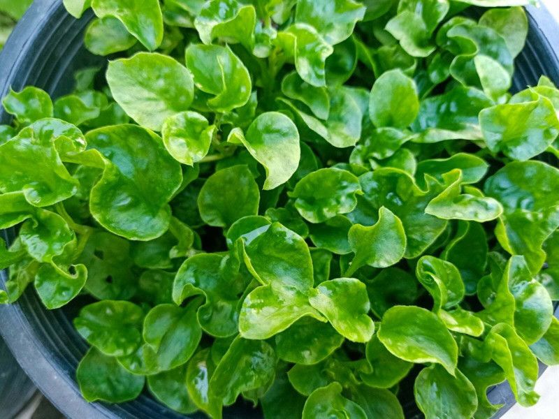 Mozette Organic water cress herb Seed  (33 per packet)