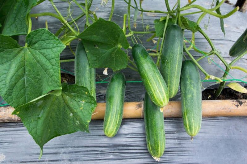 Platone Cucumber Seed  (30 per packet)