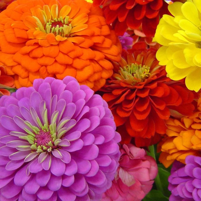 CYBEXIS Mixed California Giant Zinnia Seeds Non-GMO Tall and Big flowers Seed  (25 per packet)