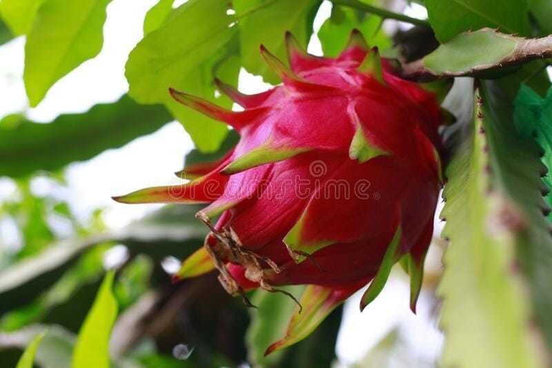 XOLDAA dragon fruit seed Seed  (174 per packet)