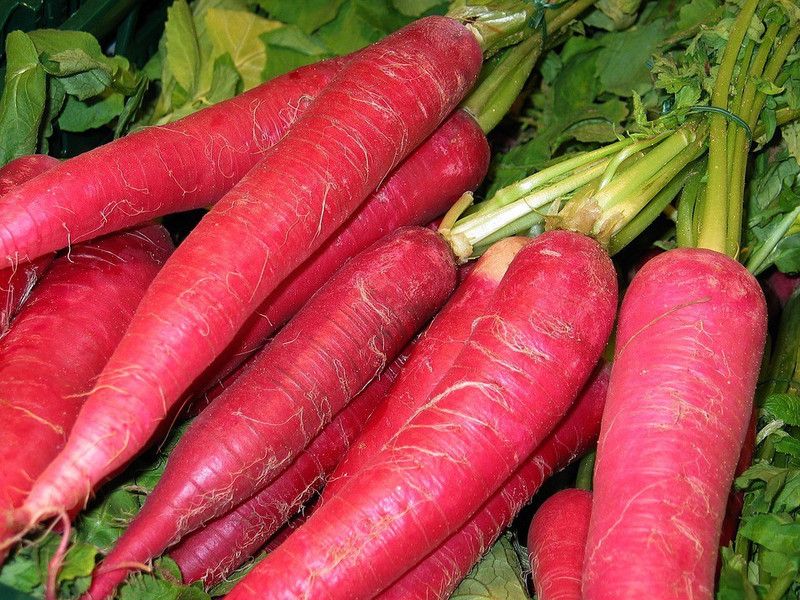Nodoc Red radish Seed  (45 per packet)