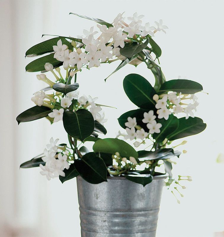 pb mandira plant Night Bloom Jasmine Plant  (Hybrid, Pack of 1)
