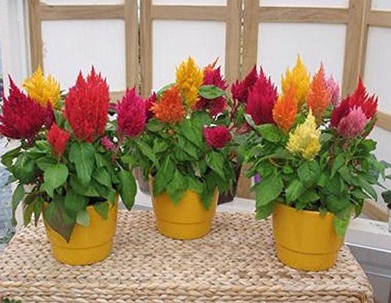 CYBEXIS Flower Seeds Celosia Ji Quan Ha Seed  (50 per packet)