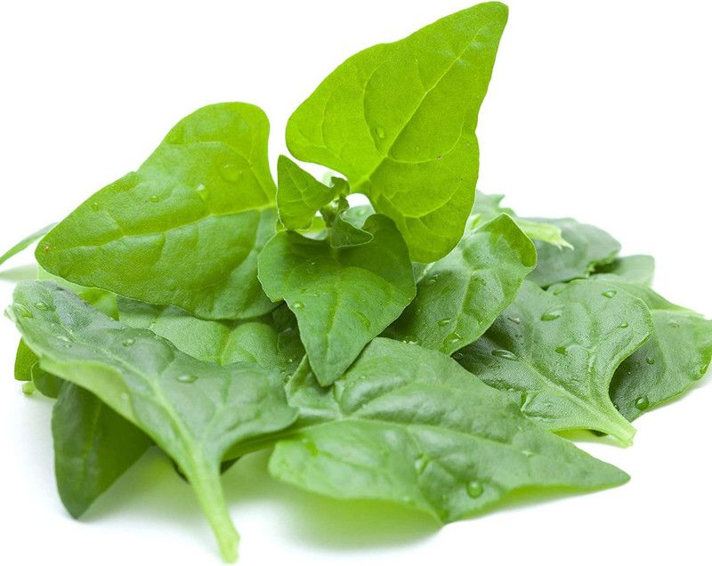 VibeX ® VMR-243 New Zealand Spinach Seeds Seed  (500 per packet)