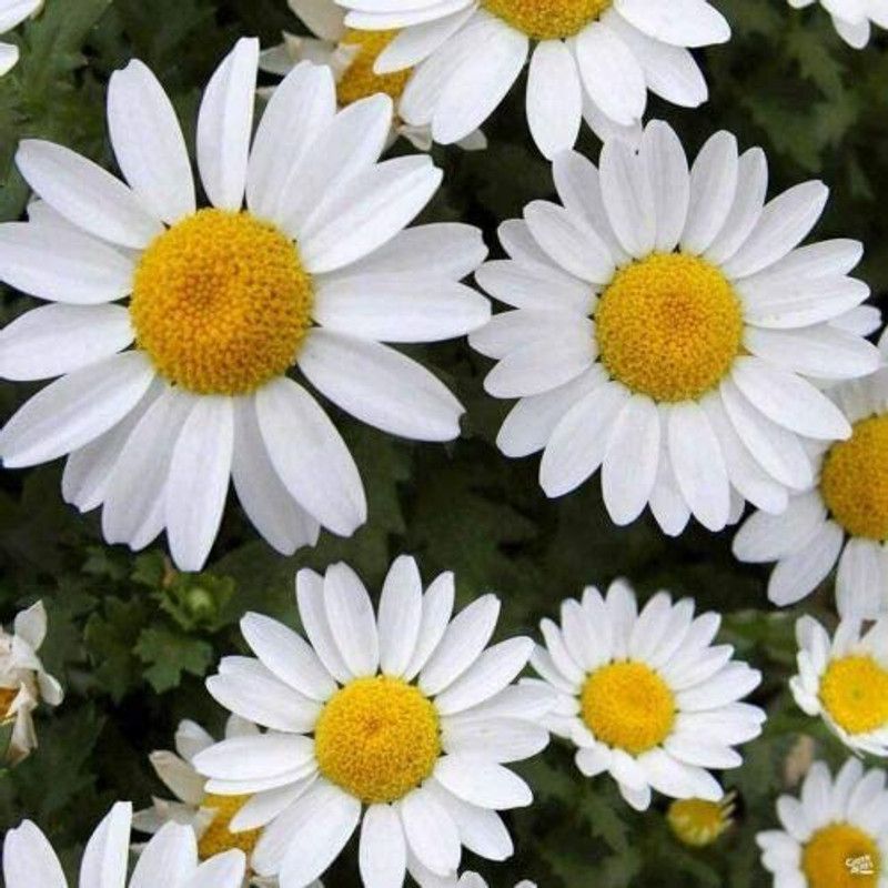 CYBEXIS Shasta Daisy Alaska White Flower Seed  (1 g)