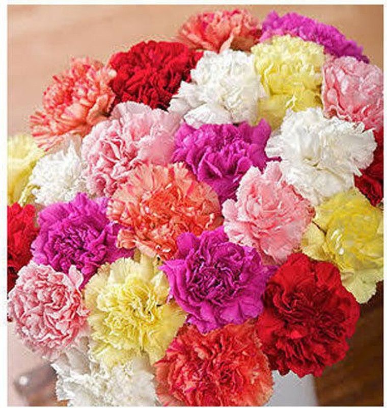 XOLDA Hybrid Carnation Seed  (64 per packet)