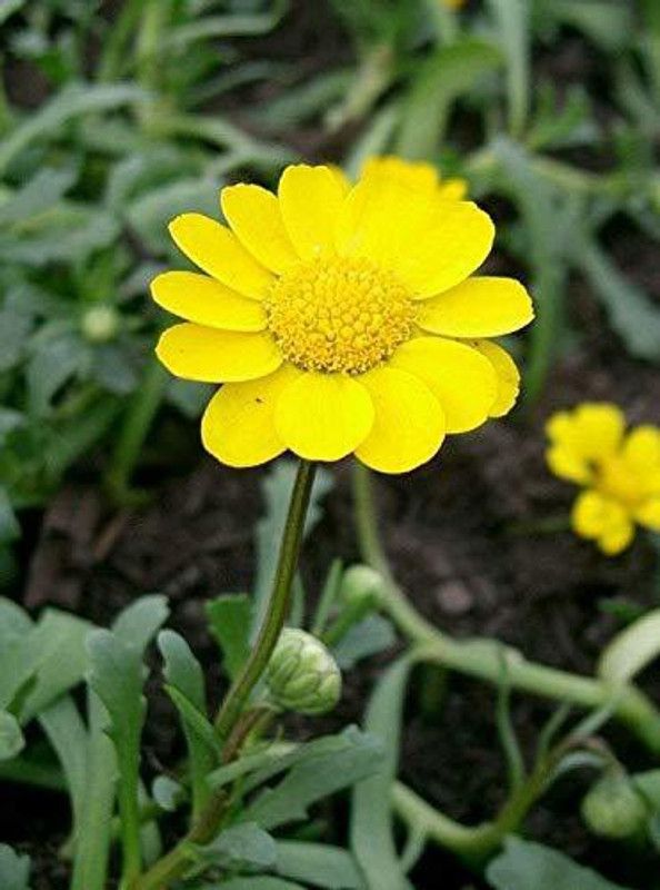 KANAYA Chrysanthemum Mix f1 Hybrid Flower Seeds For All Seasons Seed  (85 per packet)