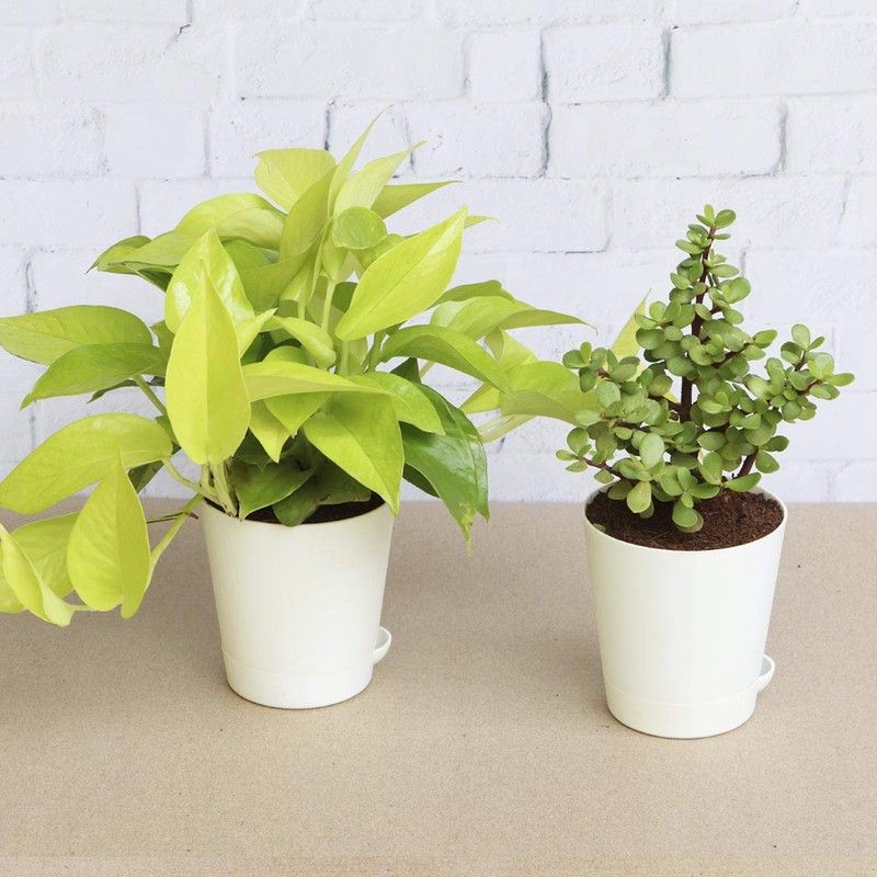 Dream mall Money Plant  (Hybrid, Pack of 3)