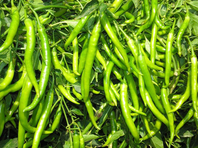 XOLDA Green Chilli Seed  (33 per packet)