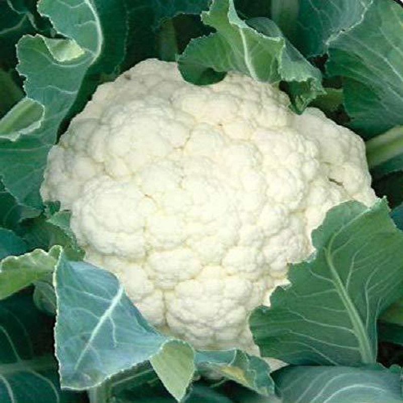 Qualtivate ™ Organic Desi Cauliflower Snowball Seeds Seed  (1000 per packet)