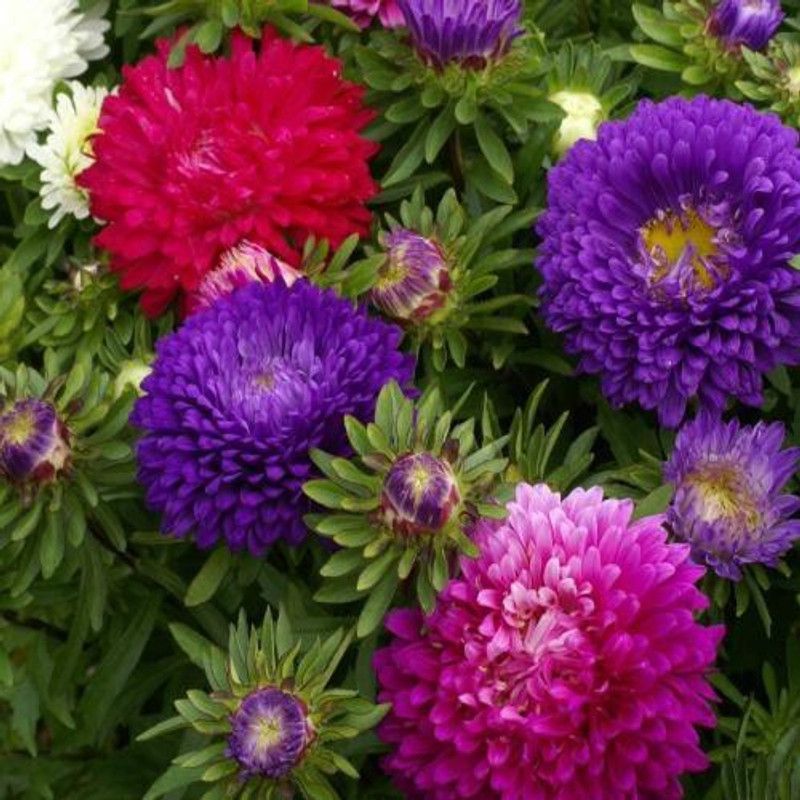 Paudha Aster Mix Flower Seed  (45 per packet)