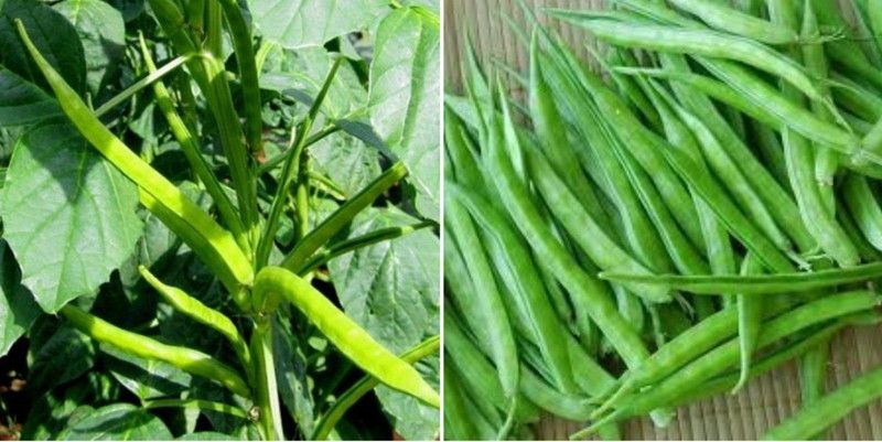 Nodoc Cluster beans vegetable Seed  (28 per packet)