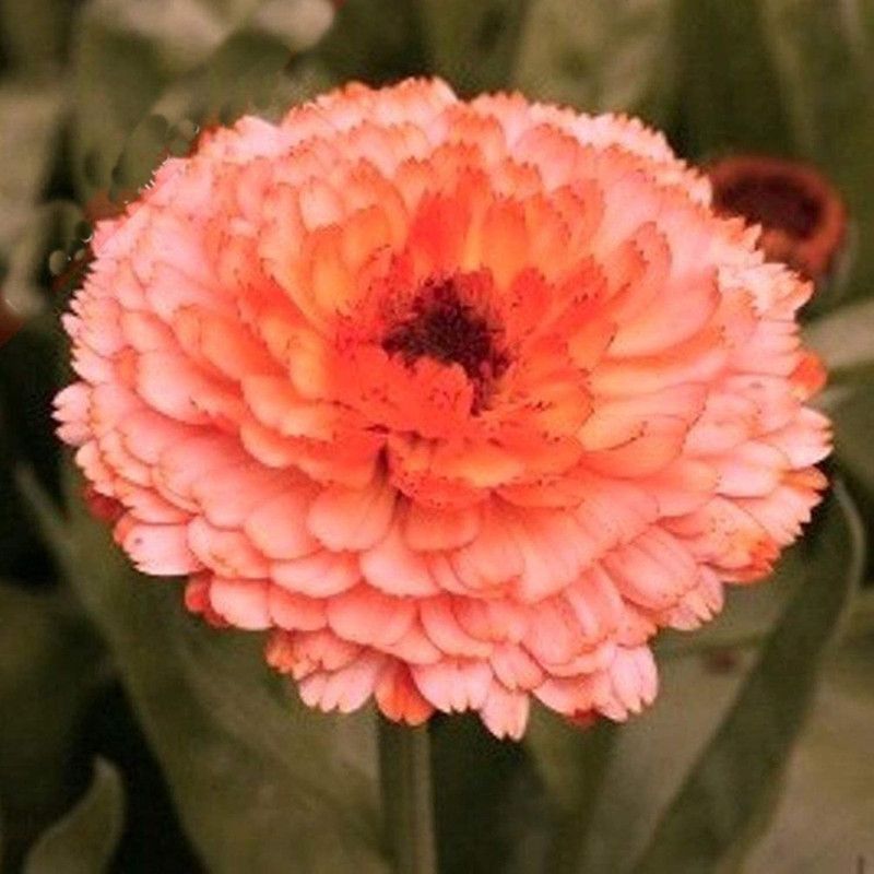 CYBEXIS Pot Marigold Seeds Double Pink Surprise (Calendula Officinalis) Annual Flower Seed  (50 per packet)