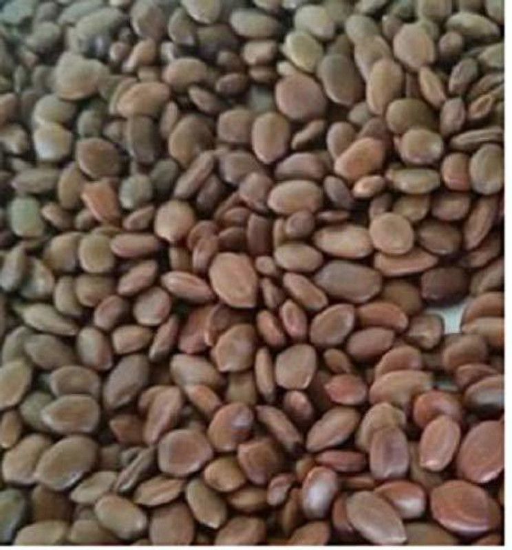Ravel Shami Tree/Banni Tree/Vanni Maram/Prosopis Cineraria Tree Seeds - 500 gm Seed  (500 g)