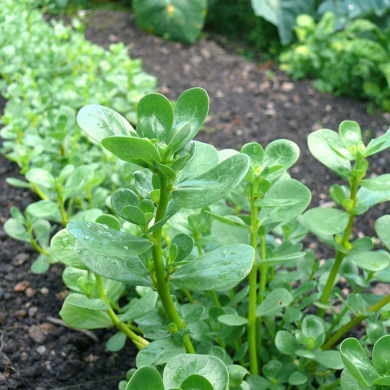 CYBEXIS Golden Purslane Seeds Non-GMO Portulaca Sativa VAR. Sativa Seed  (50 per packet)