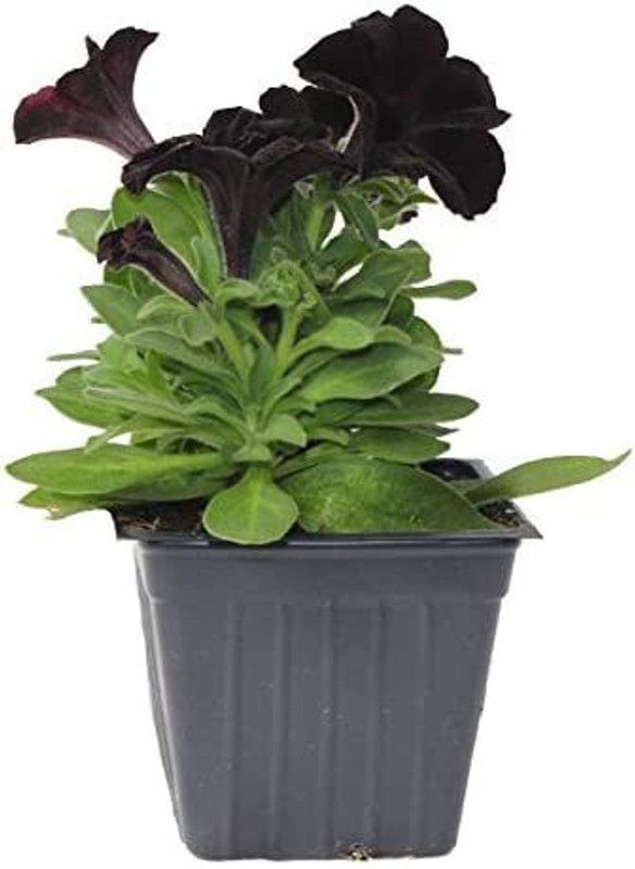 CYBEXIS Large Flowered Petunia Grandiflora DEBONAIR BLACK CHERRY stunning black color Seed  (50 per packet)