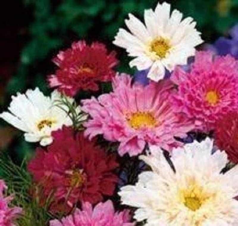 CYBEXIS Cosmos - Double Click Mixed Seeds - High Germination Seed  (25 per packet)