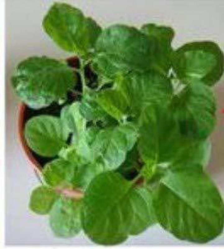 Tigress Ashwagandha/Indian Ginseng  (Hybrid, Pack of 1)