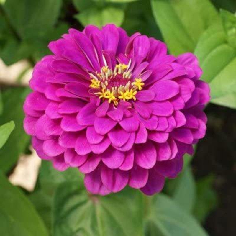 CYBEXIS Zinnia Double ‘Purple’ Flower Seeds Seed  (25 per packet)