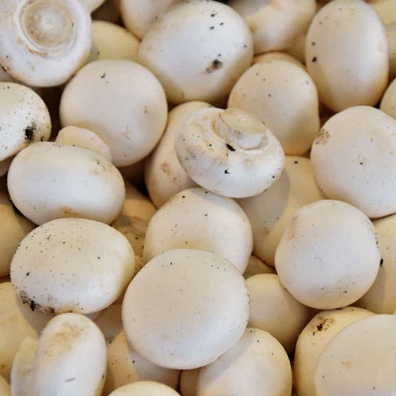 XOLDA Mushroom Herb Seed  (56 per packet)