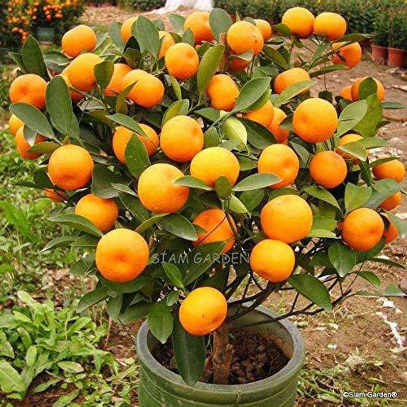 DIOART ™Dwarf Orange Seeds Fruit Seeds For Organic Farming Fruit Seeds Garden Pack-738 Seed  (75 per packet)