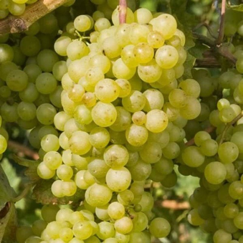 Aywal Sweet green grapes Seed  (90 per packet)