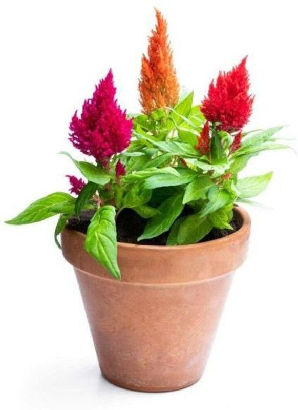ZIXA COLORFUL Mixed CELOSIA Flower Seed  (50 per packet)