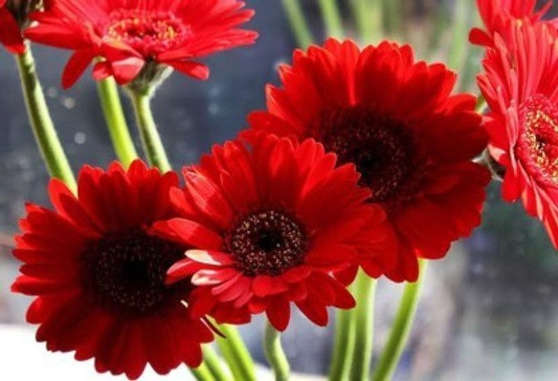 XOVO Exotic Daisy Red Flower Seed  (45 per packet)