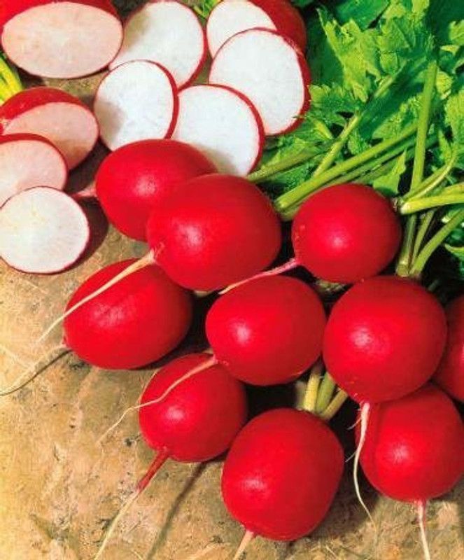 Paudha Radish Red Round Seed  (37 per packet)
