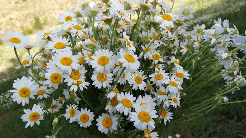Nodoc Exotic germanchamomile Seed  (28 per packet)