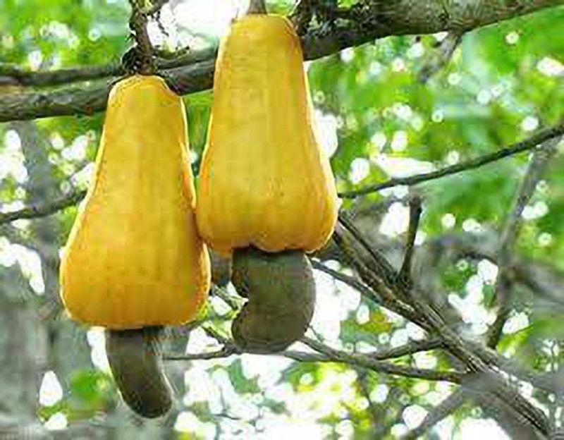 FasanGreen Cashew Apple Plant  (Hybrid, Pack of 1)